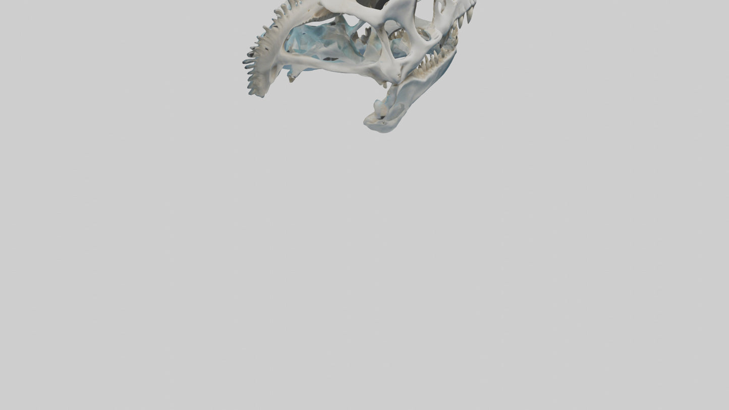 Dunkleosteus Skull Skeleton model 3D model