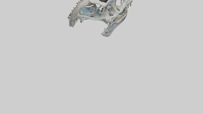 Dunkleosteus Skull Skeleton model 3D model