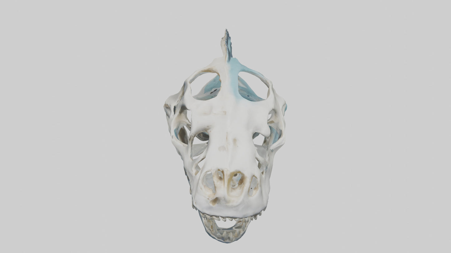 Dunkleosteus Skull Skeleton model 3D model