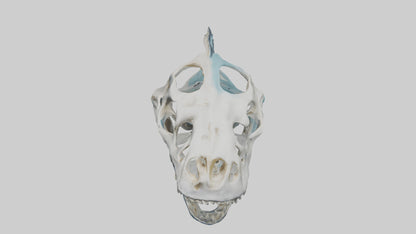 Dunkleosteus Skull Skeleton model 3D model