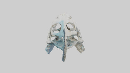 Dunkleosteus Skull Skeleton model 3D model
