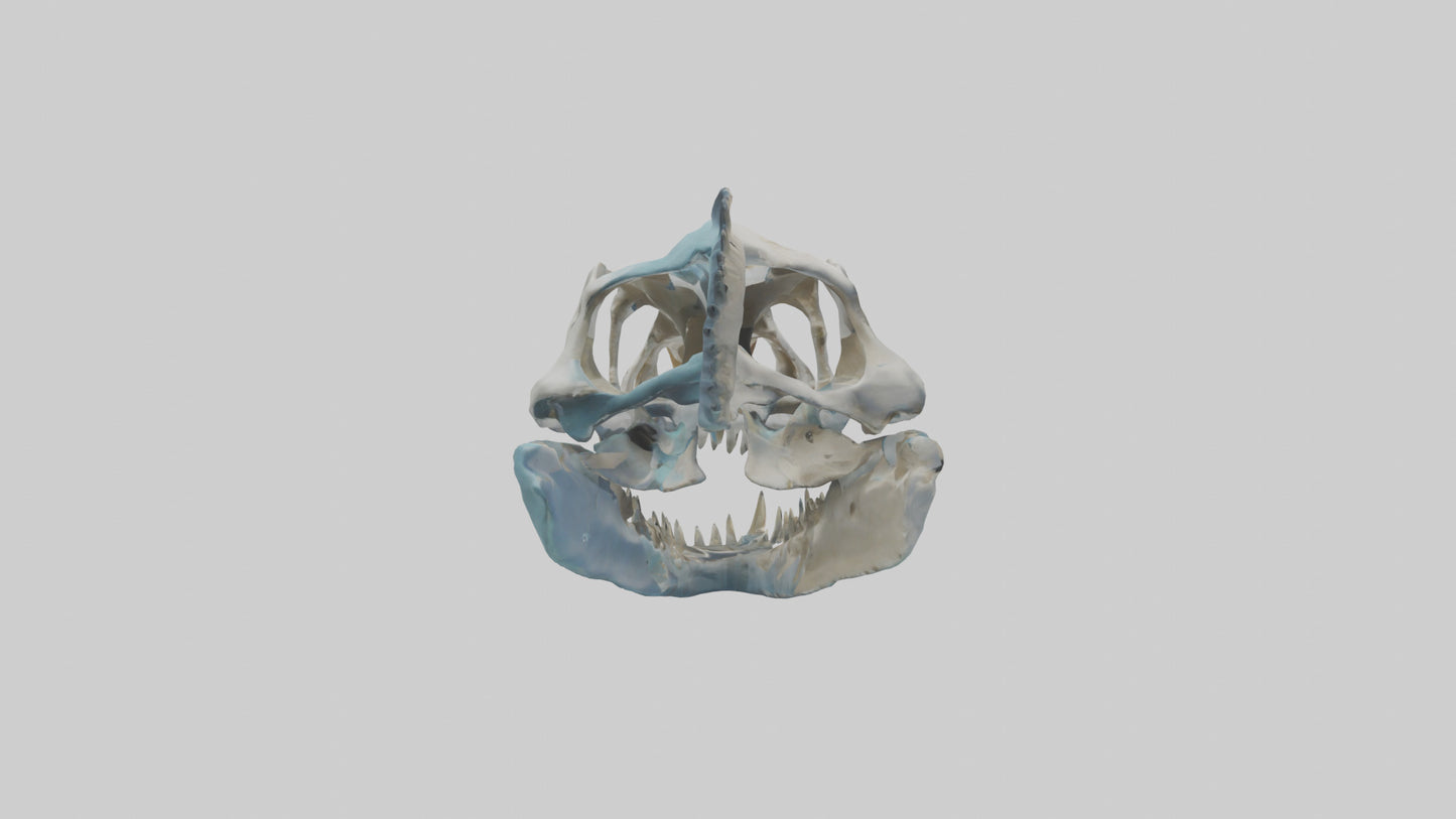 Dunkleosteus Skull Skeleton model 3D model