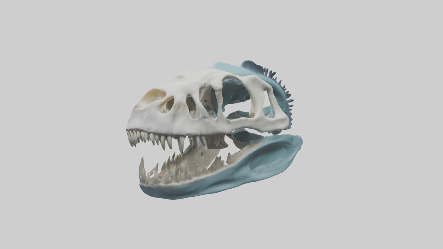 Dunkleosteus Skull Skeleton model 3D model
