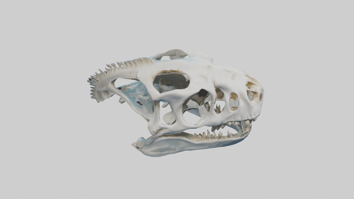Dunkleosteus Skull Skeleton model 3D model