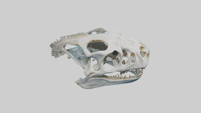 Dunkleosteus Skull Skeleton model 3D model