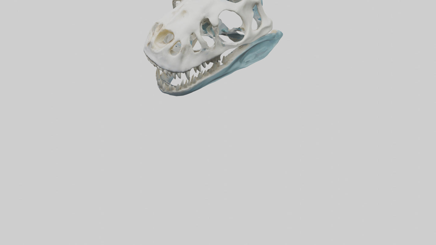 Dunkleosteus Skull Skeleton model 3D model