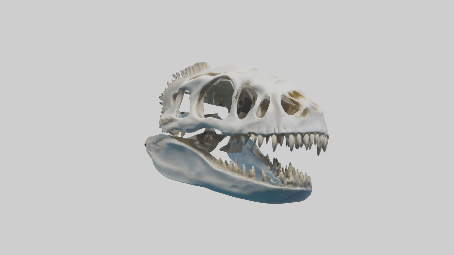 Dunkleosteus Skull Skeleton model 3D model