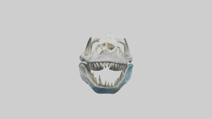 Dunkleosteus Skull Skeleton model 3D model
