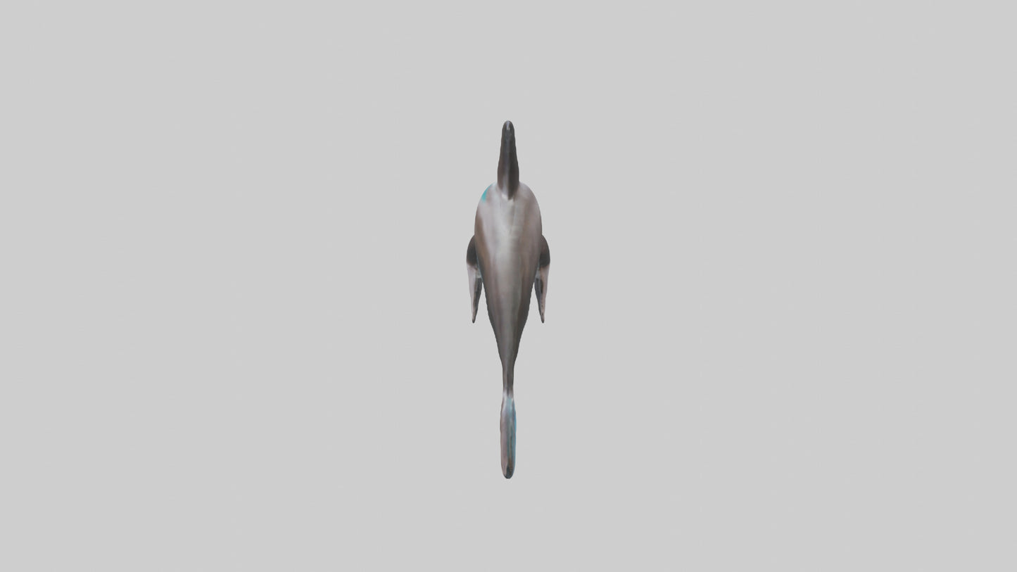 Dusky Dolphin statue model VR / AR / low-poly