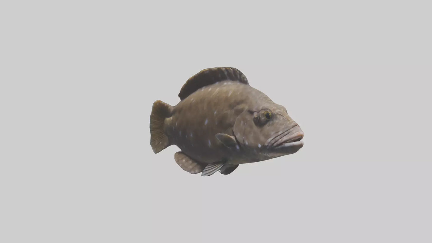 Dusky Grouper hiding model VR / AR / low-poly