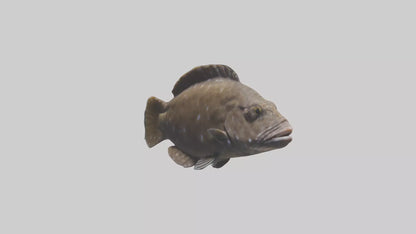 Dusky Grouper hiding model VR / AR / low-poly