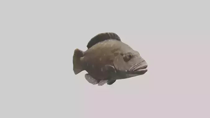Dusky Grouper hiding model VR / AR / low-poly