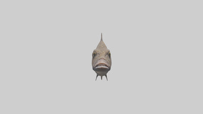 Dusky Grouper hiding model VR / AR / low-poly