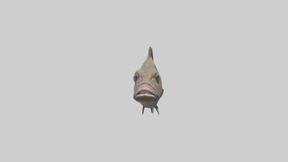 Dusky Grouper hiding model VR / AR / low-poly