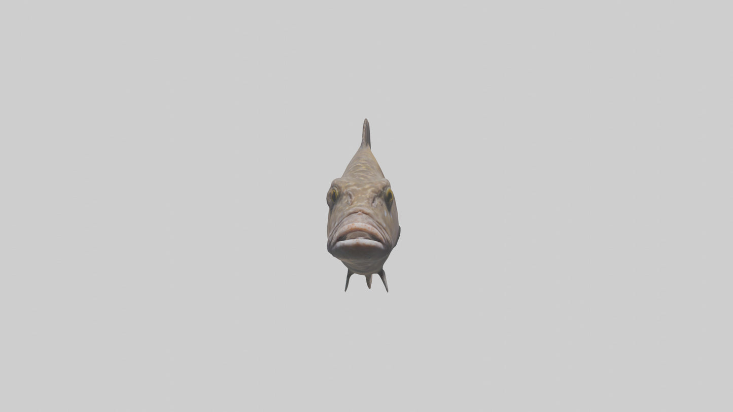 Dusky Grouper hiding model VR / AR / low-poly