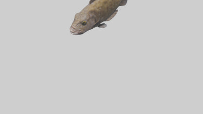 Dusky Grouper hiding model VR / AR / low-poly