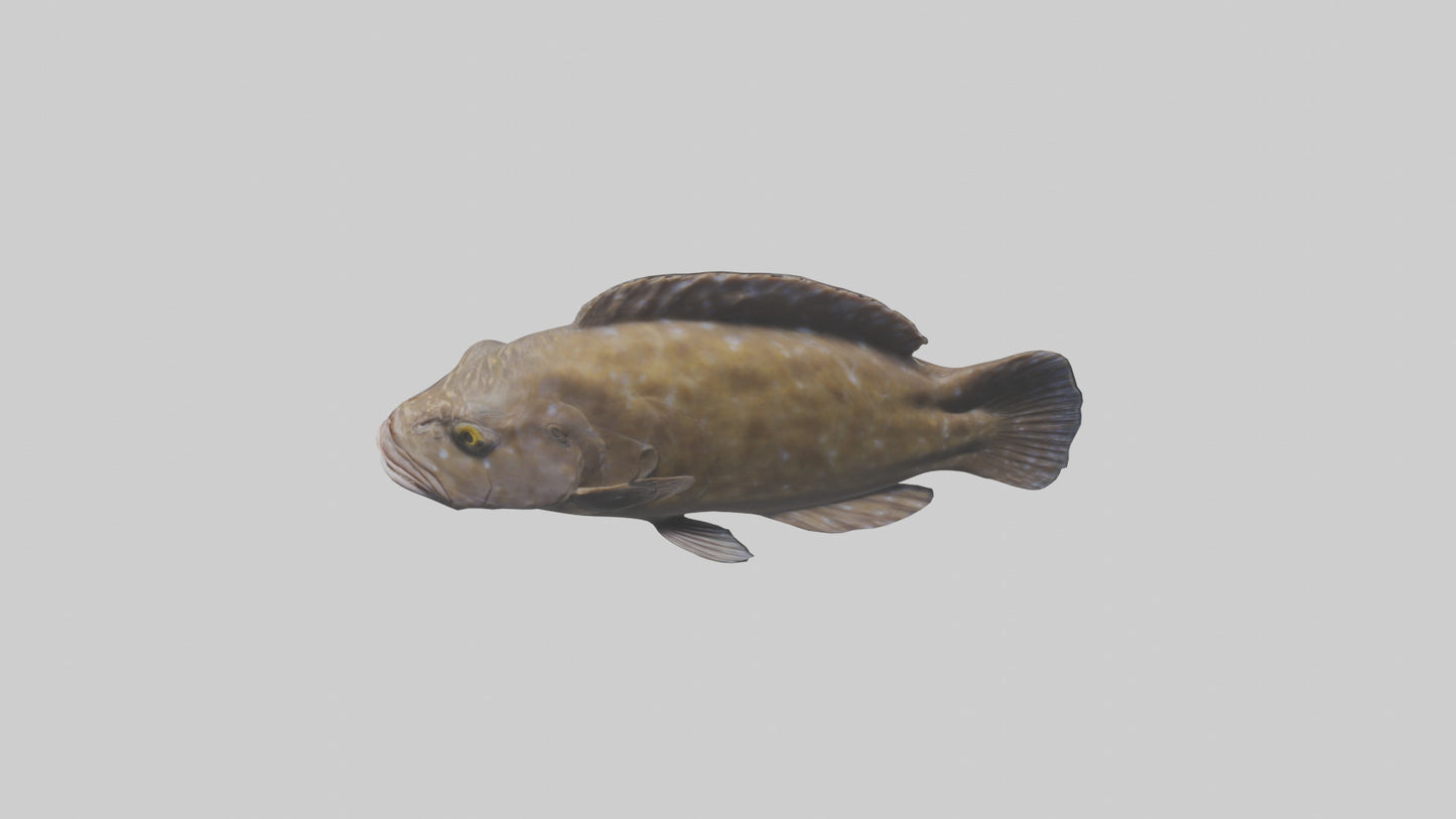 Dusky Grouper hiding model VR / AR / low-poly