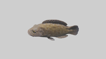 Dusky Grouper hiding model VR / AR / low-poly