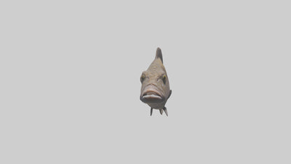 Dusky Grouper hiding model VR / AR / low-poly