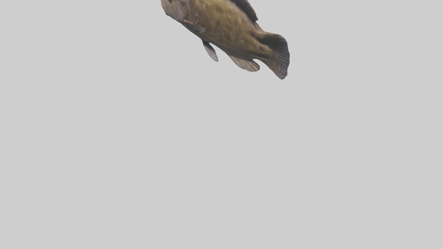 Dusky Grouper hiding model VR / AR / low-poly