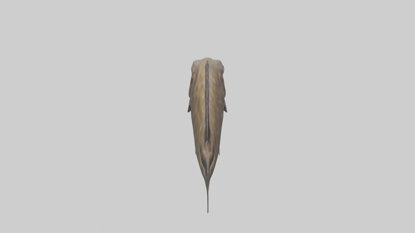 Dusky Grouper hiding model VR / AR / low-poly