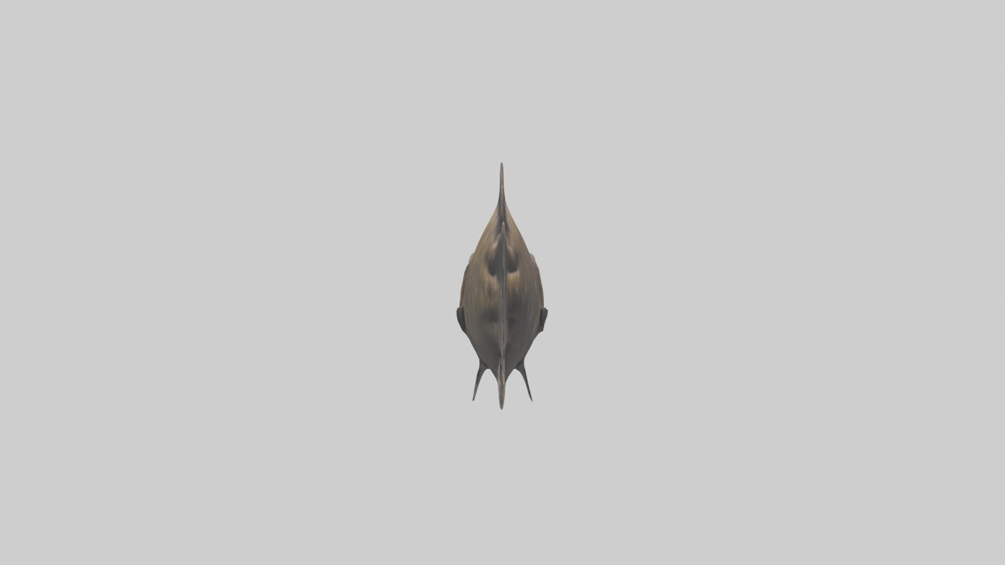 Dusky Grouper hiding model VR / AR / low-poly