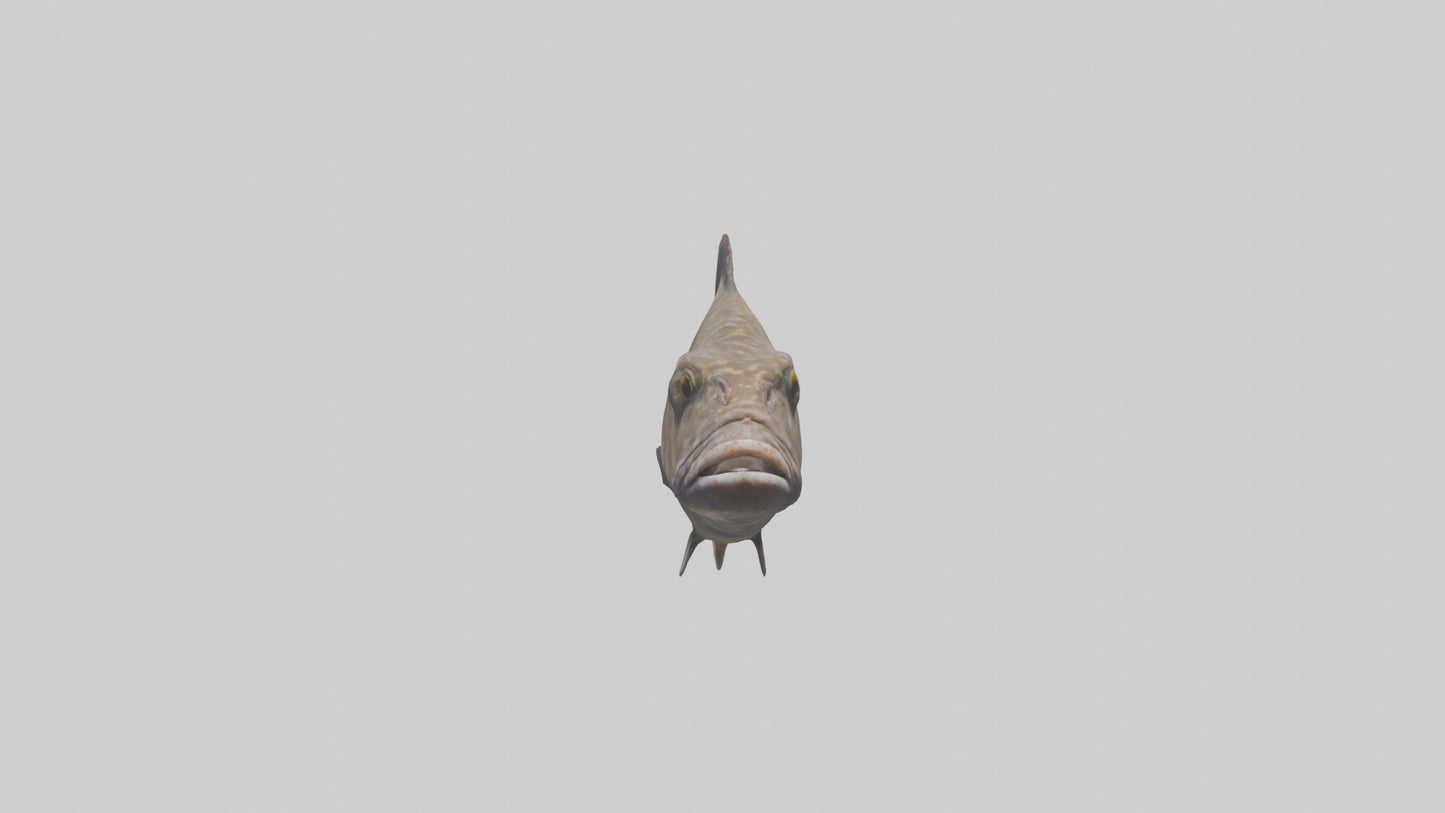 Dusky Grouper hiding model VR / AR / low-poly