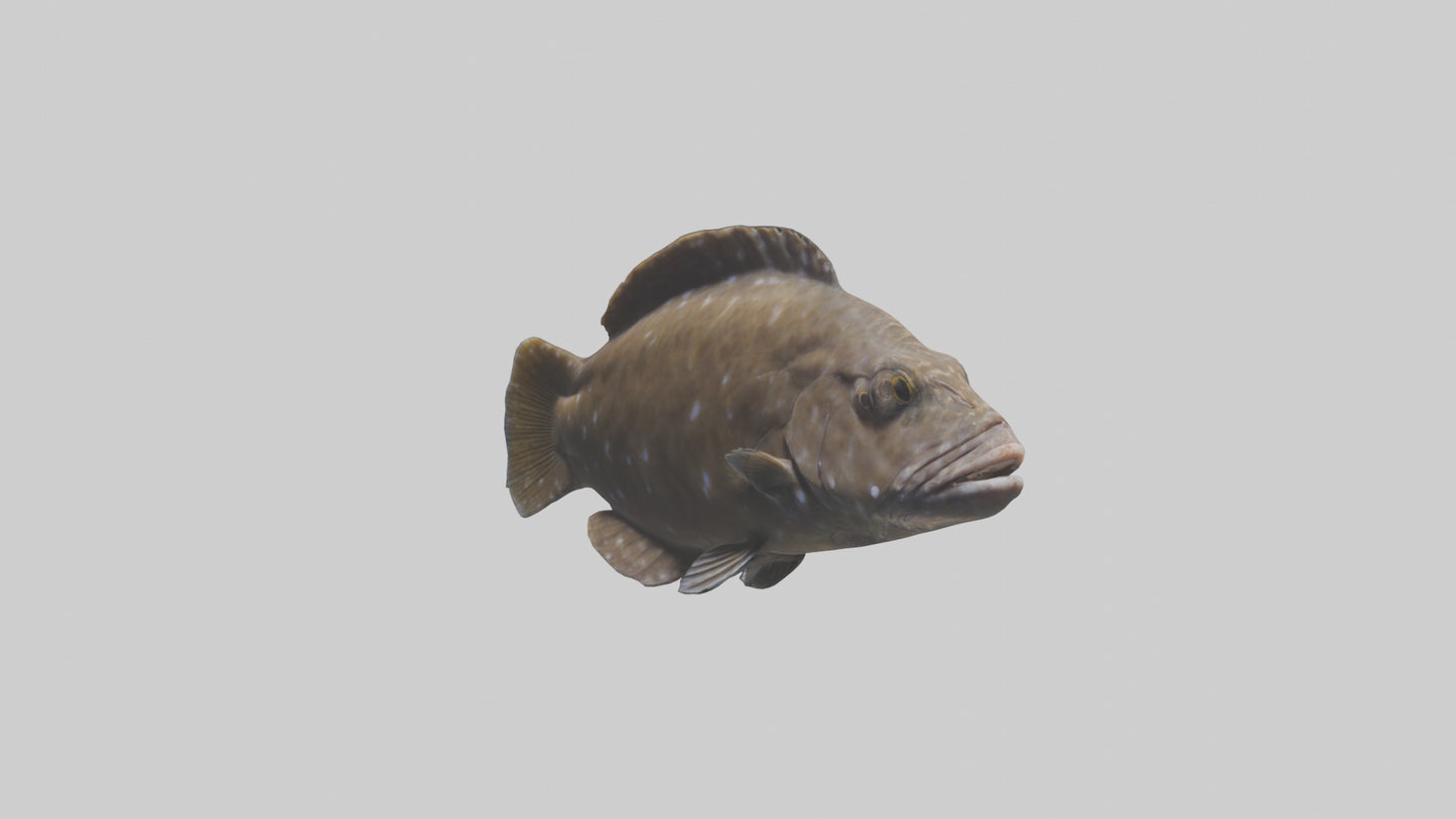 Dusky Grouper hiding model VR / AR / low-poly