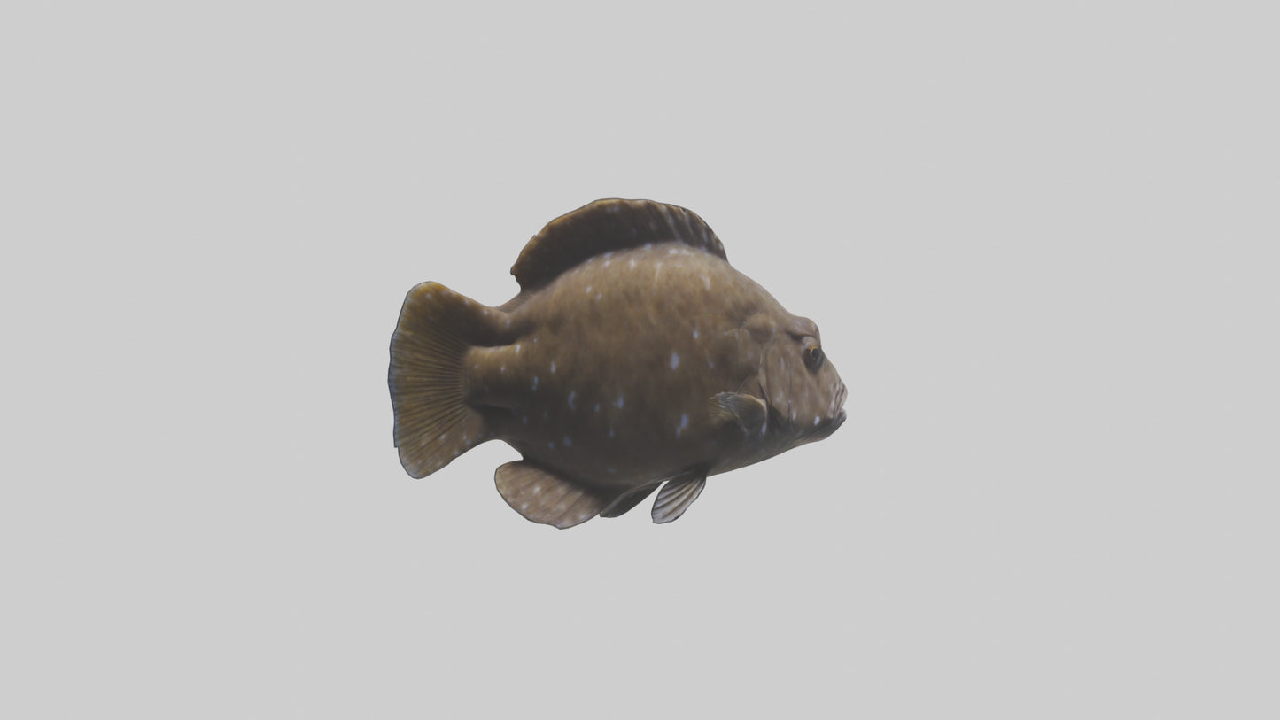 Dusky Grouper hiding model VR / AR / low-poly