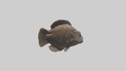 Dusky Grouper hiding model VR / AR / low-poly