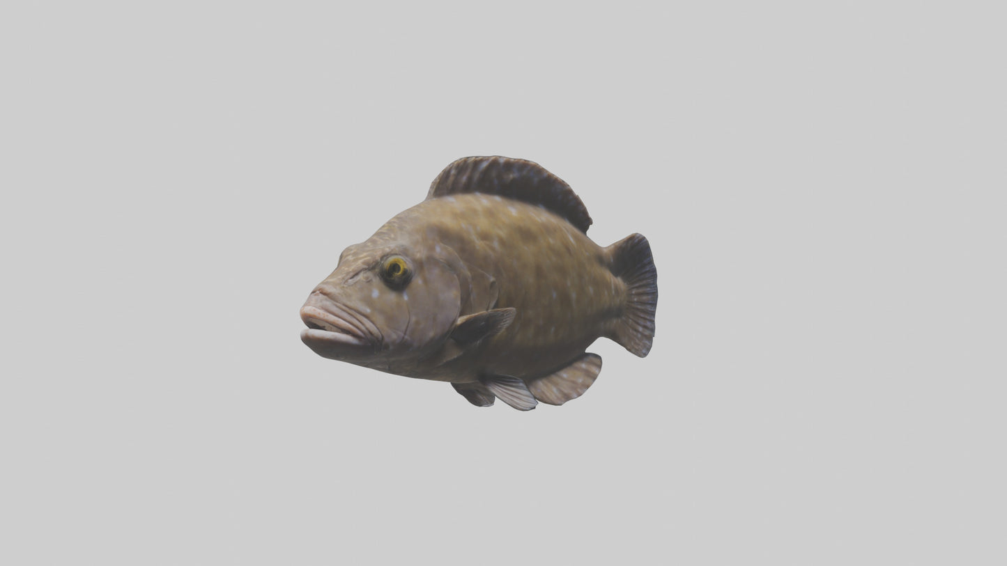 Dusky Grouper hiding model VR / AR / low-poly
