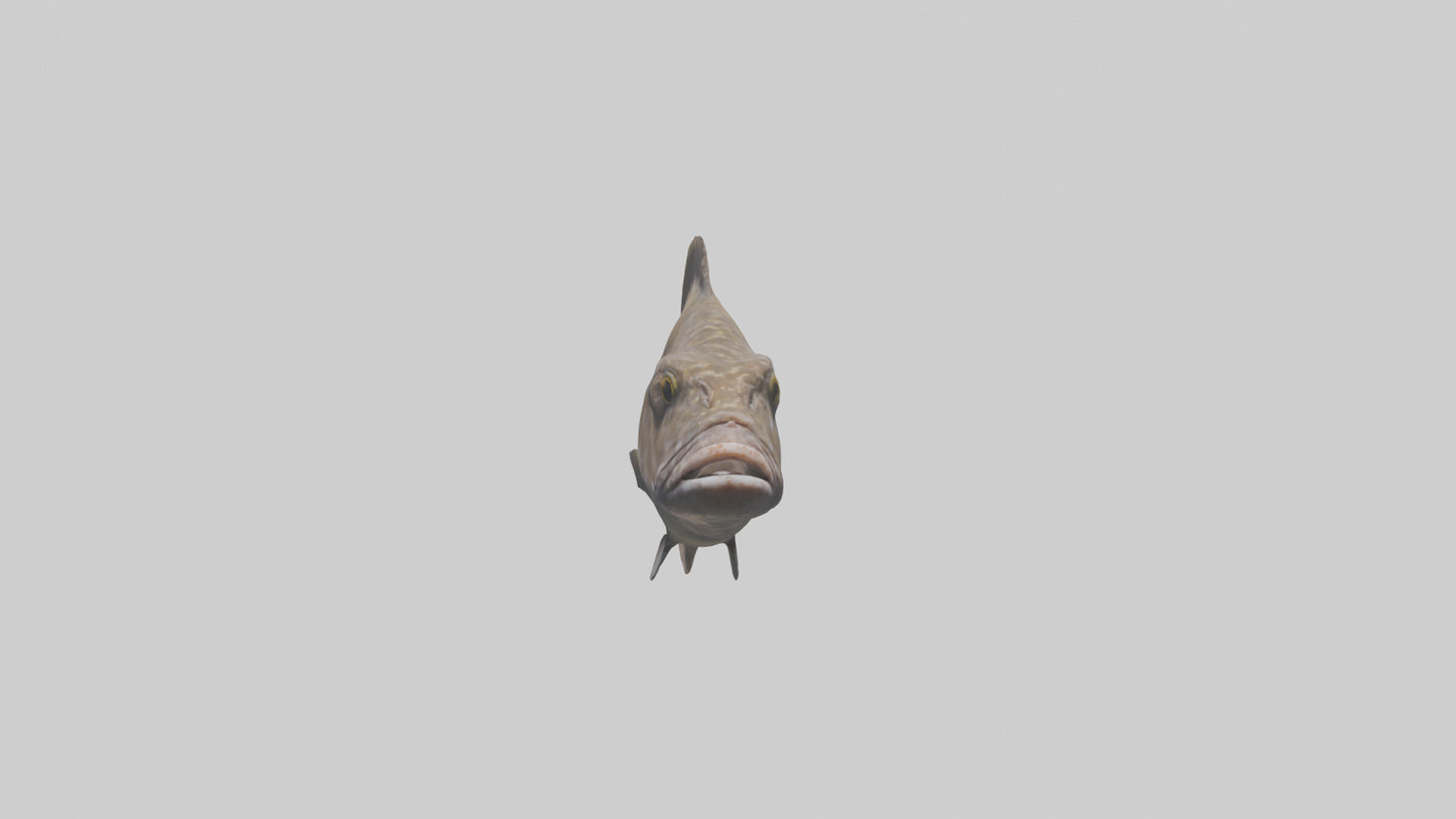 Dusky Grouper hiding model VR / AR / low-poly