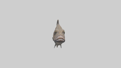 Dusky Grouper hiding model VR / AR / low-poly