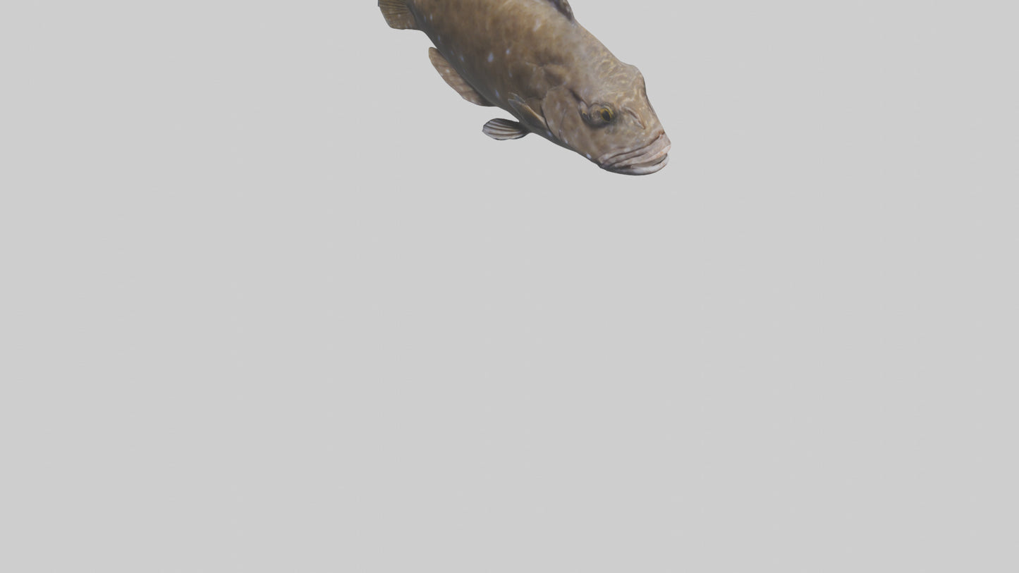 Dusky Grouper hiding model VR / AR / low-poly