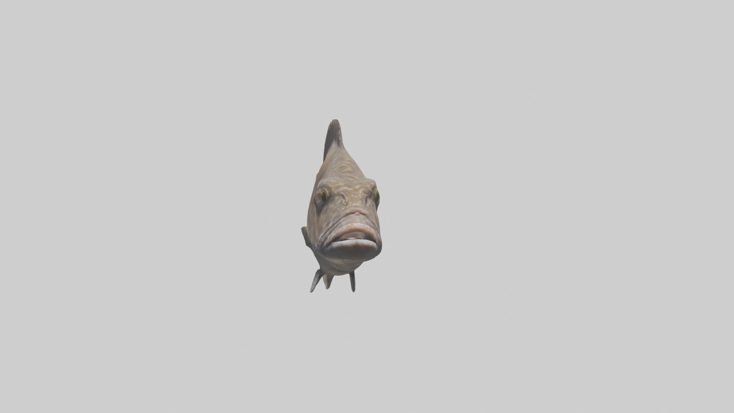 Dusky Grouper hiding model VR / AR / low-poly