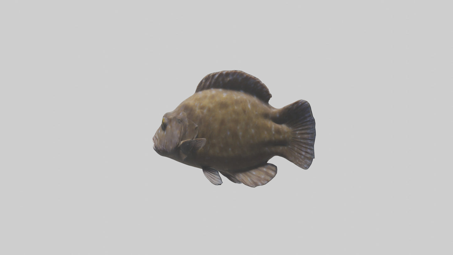 Dusky Grouper hiding model VR / AR / low-poly