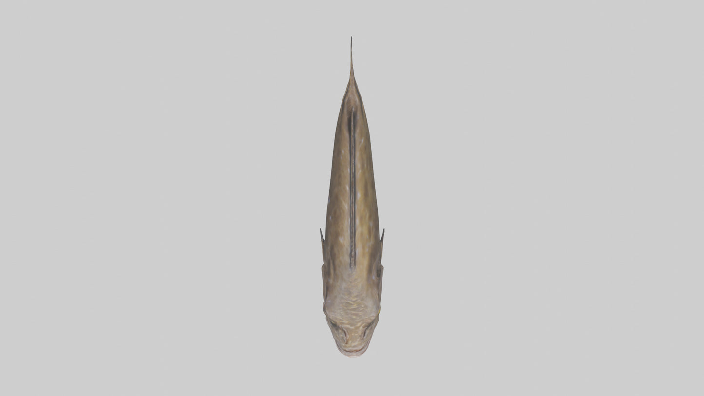 Dusky Grouper hiding model VR / AR / low-poly
