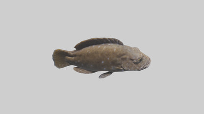 Dusky Grouper hiding model VR / AR / low-poly