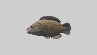 Dusky Grouper hiding model VR / AR / low-poly