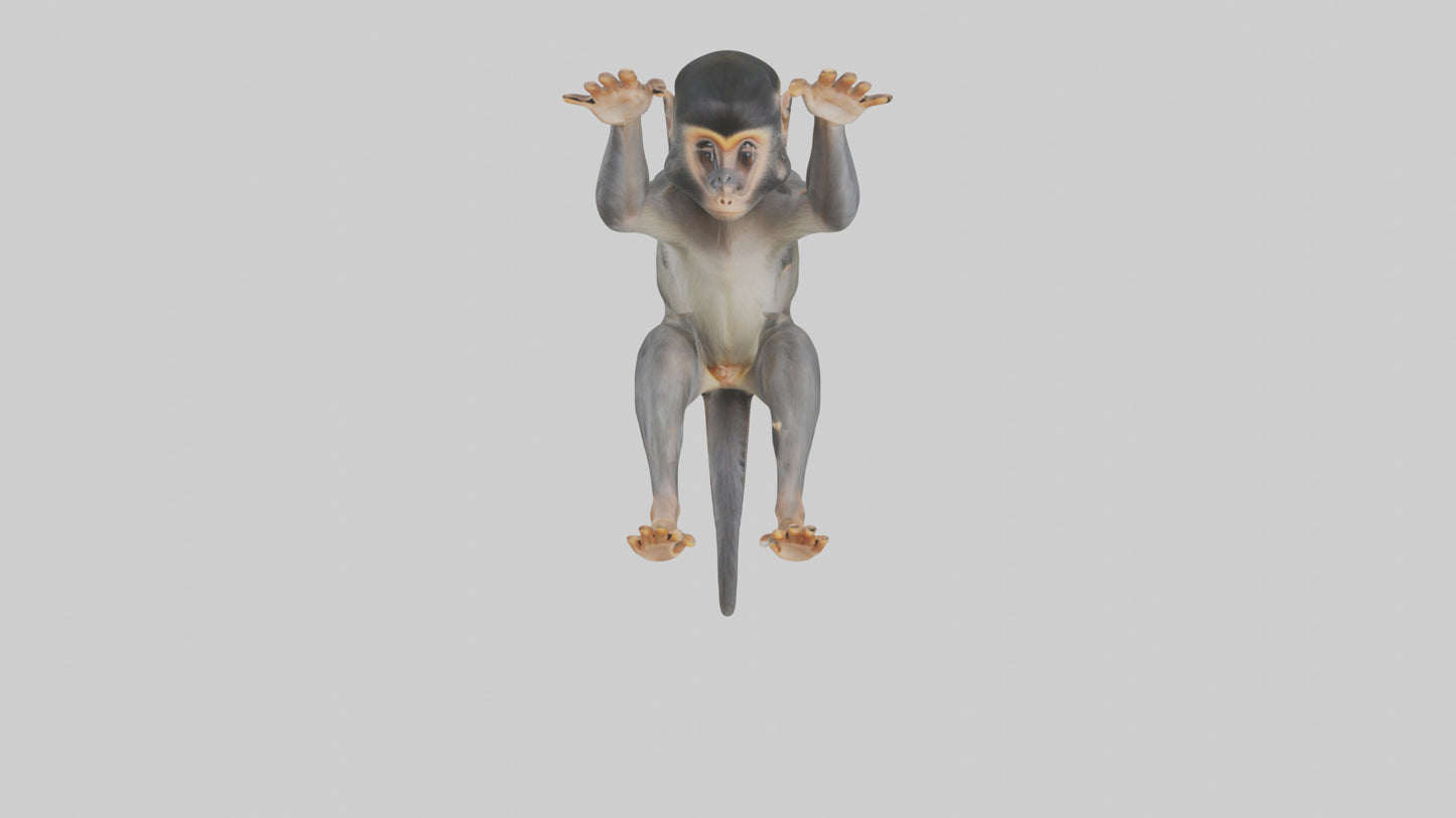 Dusky Leaf Monkey Model VR / AR / low-poly