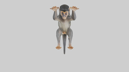 Dusky Leaf Monkey Model VR / AR / low-poly