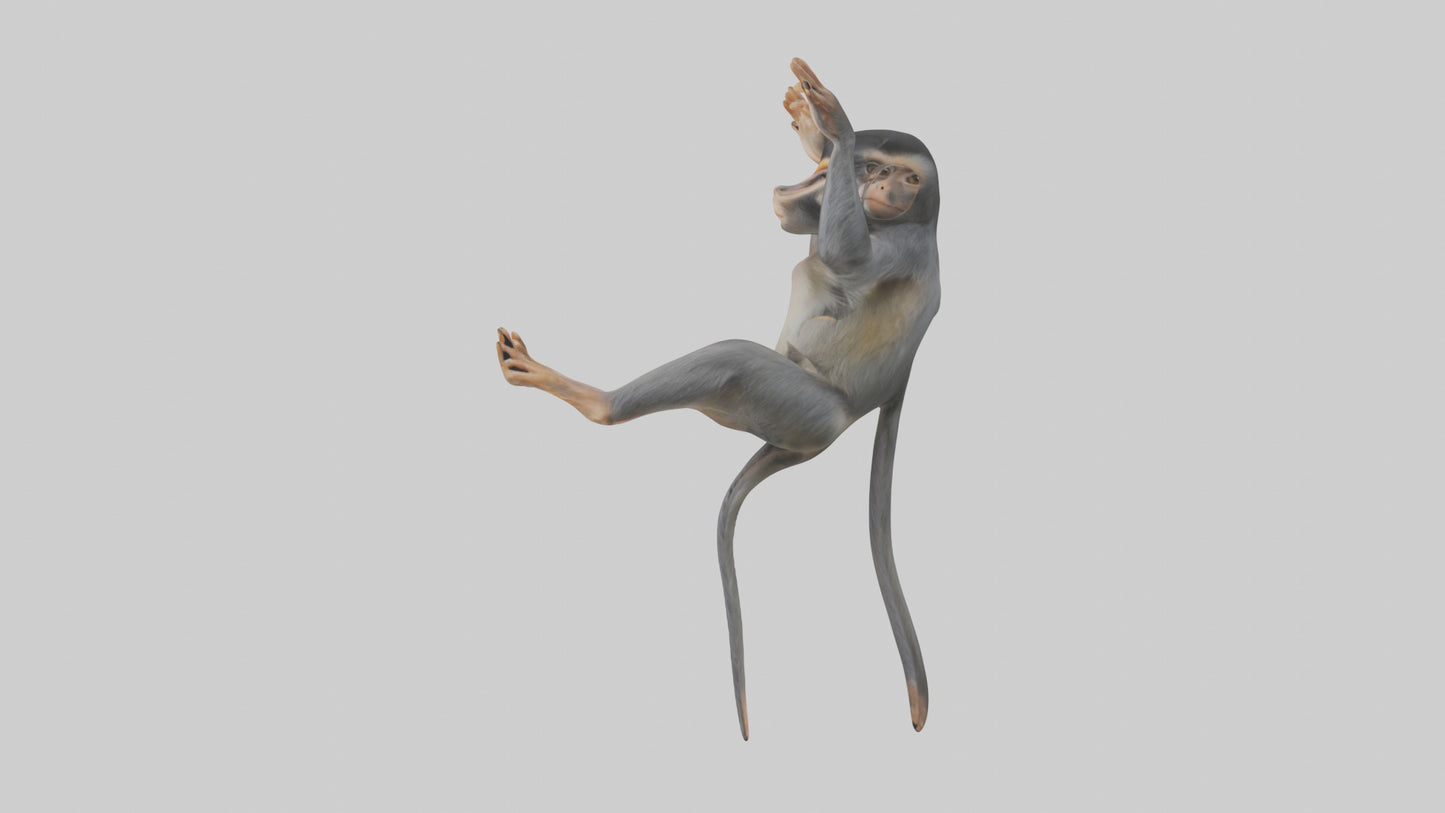 Dusky Leaf Monkey Model VR / AR / low-poly