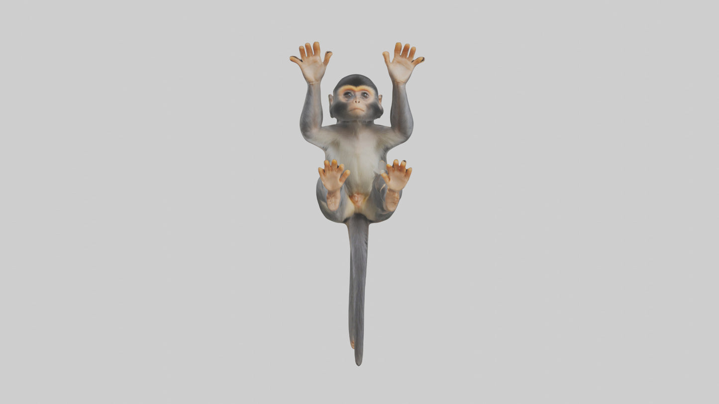 Dusky Leaf Monkey Model VR / AR / low-poly