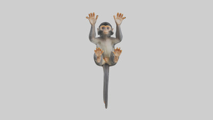 Dusky Leaf Monkey Model VR / AR / low-poly