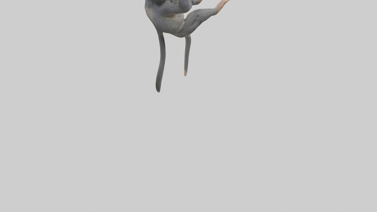Dusky Leaf Monkey Model VR / AR / low-poly