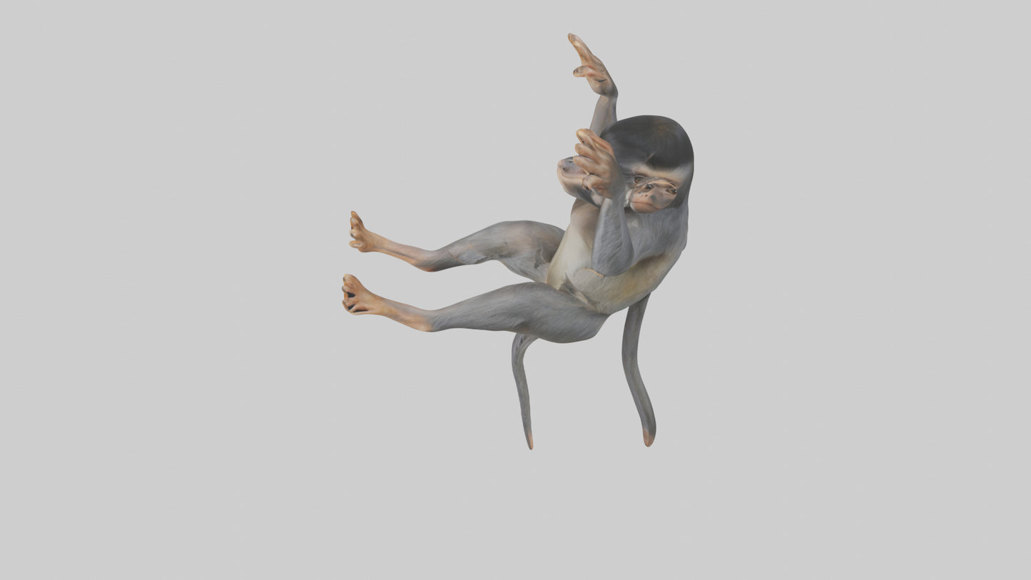 Dusky Leaf Monkey Model VR / AR / low-poly