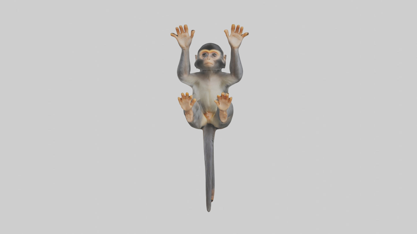 Dusky Leaf Monkey Model VR / AR / low-poly