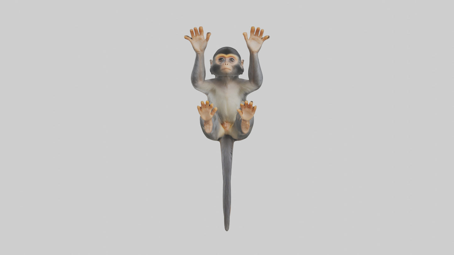 Dusky Leaf Monkey Model VR / AR / low-poly