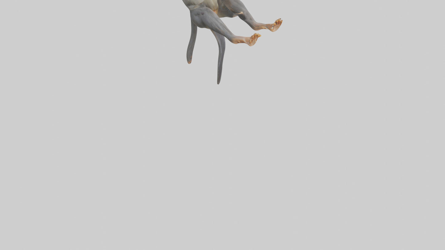 Dusky Leaf Monkey Model VR / AR / low-poly
