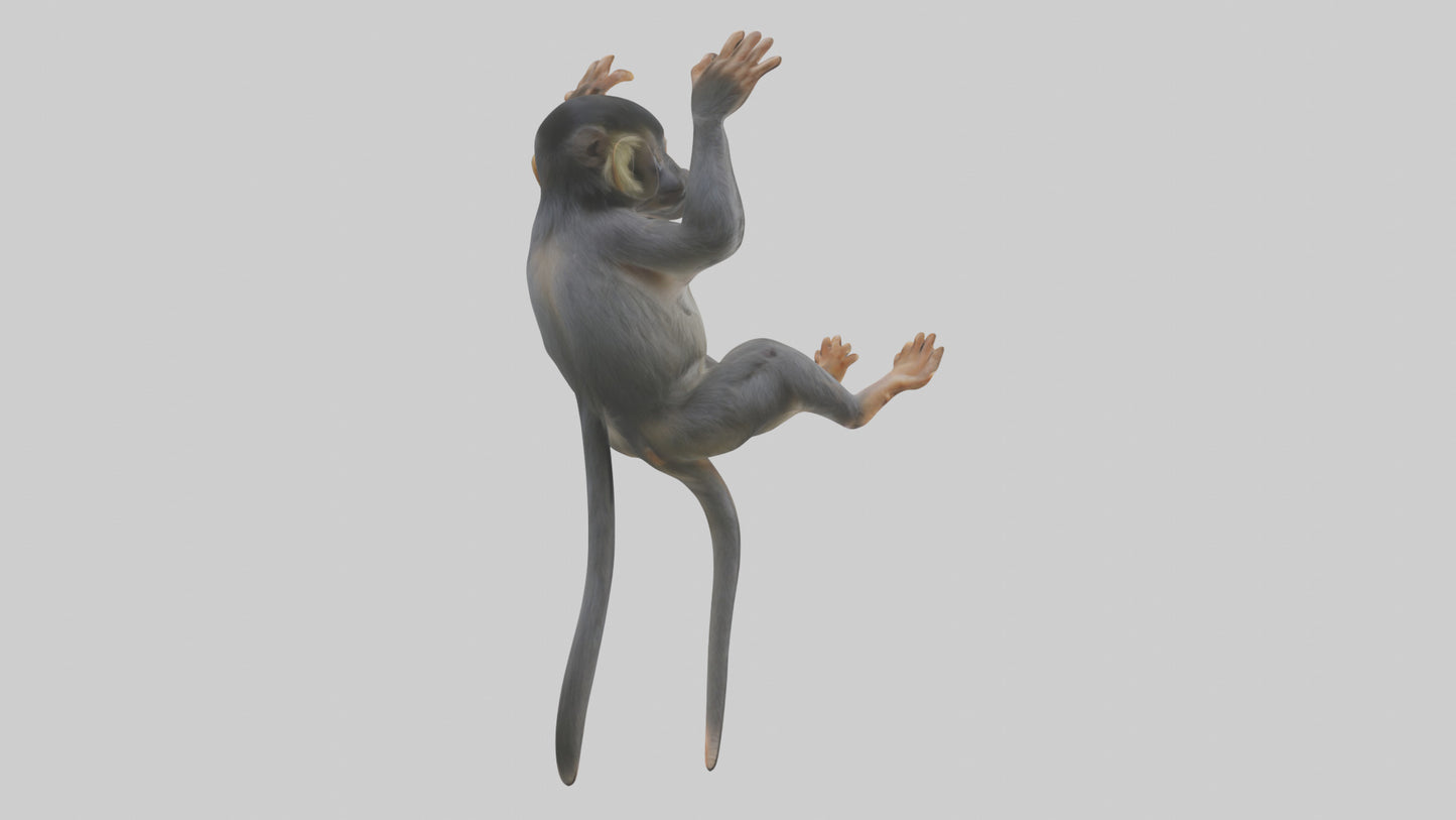 Dusky Leaf Monkey Model VR / AR / low-poly